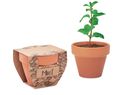 MINT POT - Nasiona mięty w doniczce