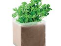 PARSELY - Zestaw do uprawy "Pietruszka "